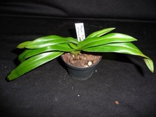 Phragmipedium kovachii lindley usato  Spedire a Italy