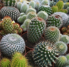 Cactus seeds mix for sale  Berwyn