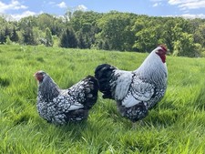 Silver laced wyandotte for sale  EXETER
