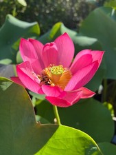 Flaming red lotus for sale  Flushing