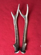 Pair sika deer for sale  DUNDEE