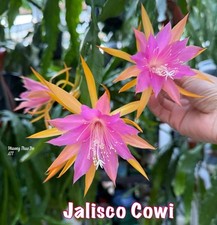 Rare epiphyllum jalisco d'occasion  Châtenay-Malabry