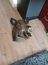 Großer wildschwein kopf gebraucht kaufen  Bad Orb