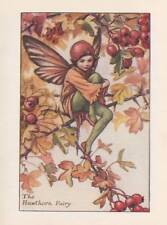 Flower fairies hawthorn for sale  MOLD