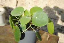 Pilea peperomioides glückstal gebraucht kaufen  Herzebrock-Clarholz
