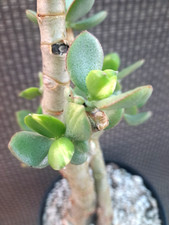 Crassula ovata green for sale  USA