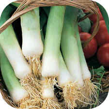 20x leek musselburgh for sale  BURTON-ON-TRENT