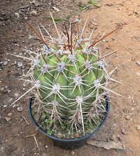 T.cereus pasacana pianta usato T.cereus pasacana pianta usato  Menfi