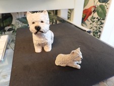 West highland terrier for sale  HAMPTON