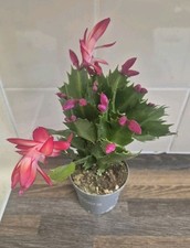 Christmas cactus red for sale  LONDON