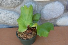 Rare hybrid platycerium for sale  Roseburg