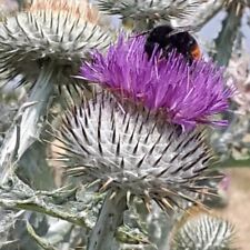 Onopordum acanthium scotch for sale  SCUNTHORPE