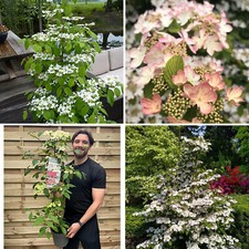Viburnum tree plant for sale  LEICESTER