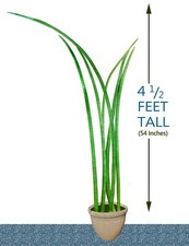 extra large snake plant for sale extra large snake plant for sale Fort Lauderdale