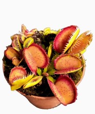 Beautiful venus flytrap for sale  Herculaneum
