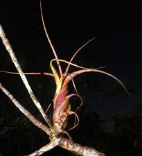 Tillandsia flexuosa pianta usato  Napoli