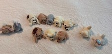 Pound puppies bunnies for sale  Winston Salem