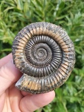 Top quality dactylioceras for sale  REDCAR
