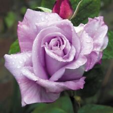 Climbing rose blue for sale  CRANBROOK