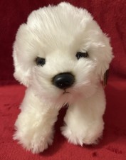 Paws bichon frise for sale  WHITSTABLE