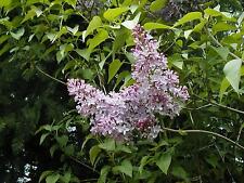 140 seeds lilac for sale  Phoenix