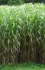 Giant miscanthus giganteus for sale  HORSHAM