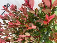 Photinia fraseri chico usato  Italia