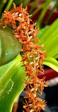 Dendrochillum convallariaeform gebraucht kaufen  Augsburg