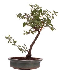 Bonsai yamadori prunus gebraucht kaufen  Heinsberg