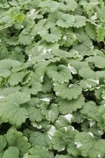 Nepeta variegata variegated for sale  BECCLES