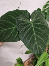 Philodendron splendid stecklin gebraucht kaufen Philodendron splendid stecklin gebraucht kaufen  Haan