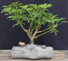 Hawaiian umbrella bonsai for sale  Patchogue