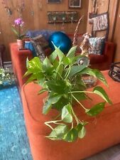 plant live plant pothos for sale  Evanston