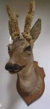 Taxidermy roe deer for sale  HASTINGS