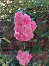 Heirloom seven sisters for sale  Monroe