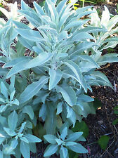250 semi salvia usato  Spedire a Italy