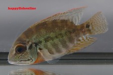 True parrot cichlid for sale  Raleigh