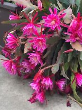 Pink epiphyllum orchid for sale  Fountain Valley