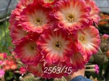 Echinopsis lobivia 2563 d'occasion  France