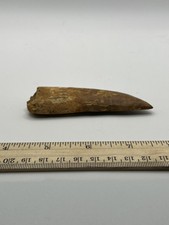 Tiranossauro T REX 3,75” Carcharodontosaurus Africano FÓSSIL REAL CS 146 comprar usado Tiranossauro T REX 3,75” Carcharodontosaurus Africano FÓSSIL REAL CS 146 comprar usado  Enviando para Brazil