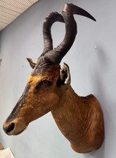 African hartebeest taxidermy for sale  Charlottesville