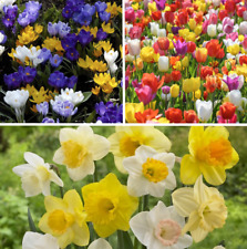 Spring flowering bulbs for sale  CARSHALTON
