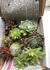 Mixed variety colour for sale  WARRINGTON