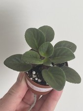 African violet young for sale  PETERBOROUGH