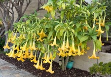 Live starter plant for sale  San Clemente