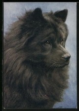 Schwarzer chow chow gebraucht kaufen  Berlin