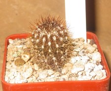 Uebelmannia pectinifera vinhai usato  Spedire a Italy