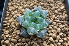 Usado, Suculenta - Plántula Haworthia 'OB-1' variegate x 'mini lente azul' segunda mano  Embacar hacia Argentina