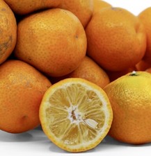 Citrus myrtifolia chinotto usato  Napoli