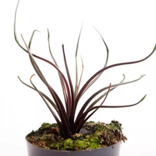 Flying squid alocasia for sale  Denver